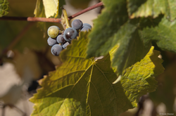 Vineyard Tour & Tasting